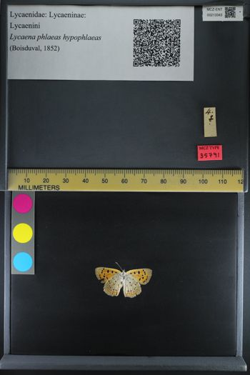 Media type: image;   Entomology 213343